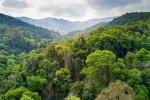 Zac Goldsmith MP £10 million to protect and restore the Amazon rainforest 