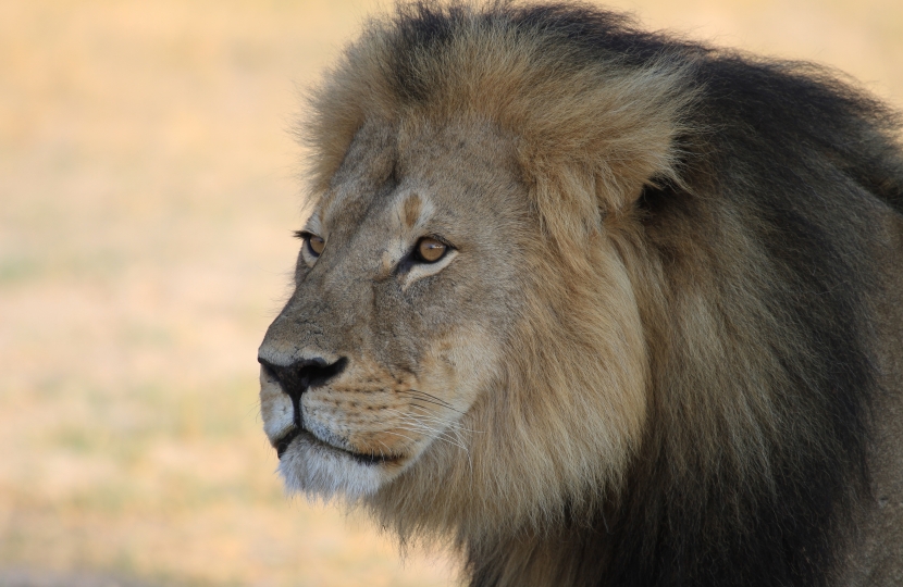 Cecil the Lion 