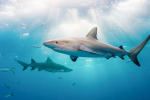 UK Bans Shark Fins: 