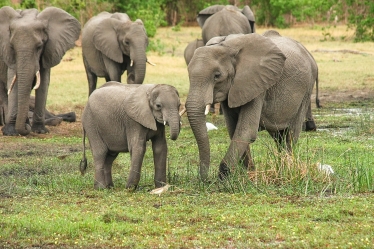 CAWF congratulate Zac Goldsmith MP and Conservative Government on UK Ivory Sales Ban