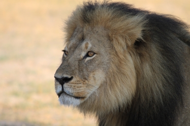 Cecil the Lion 