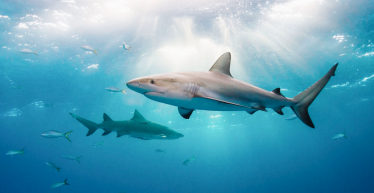 UK Bans Shark Fins: 